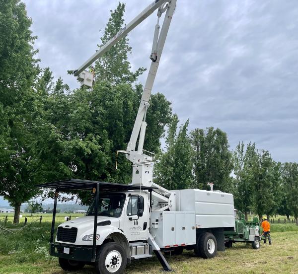 Lombardi Tree Service: Fraser Valley's Leading Tree Experts