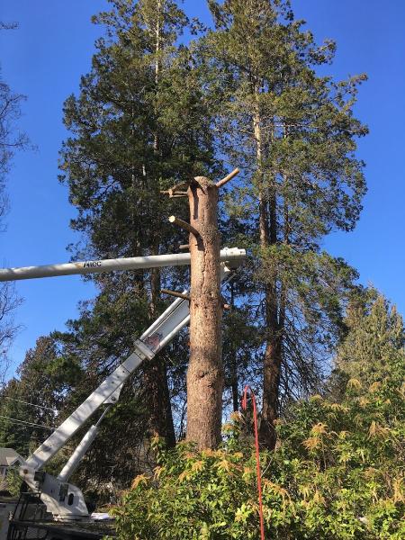 Lombardi Tree Service: Fraser Valley's Leading Tree Experts