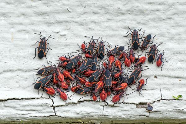 Pillar Pest Management