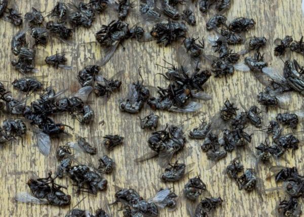 Pillar Pest Management