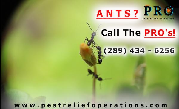 Pest Relief Operations