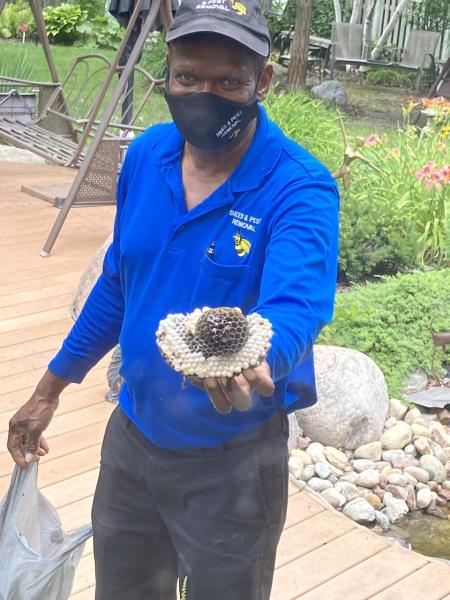 Bees and Pest Removal