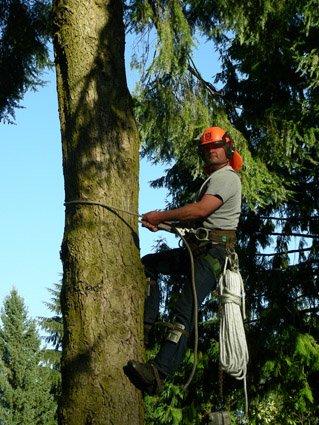 Fraser Valley Tree Service