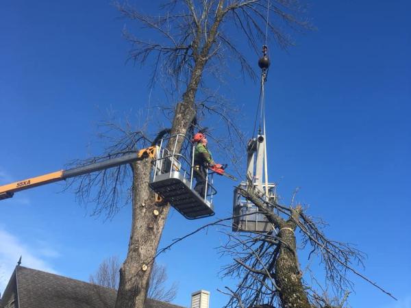 Emondage Thibeault Enr