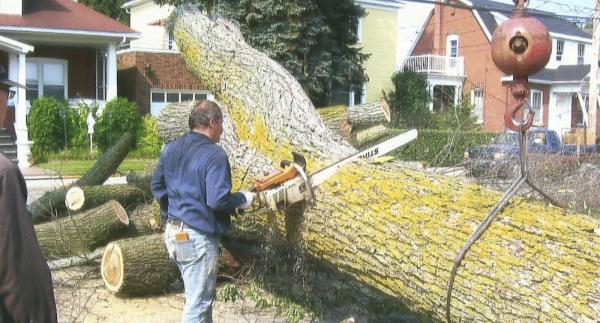 Emondage Thibeault Enr
