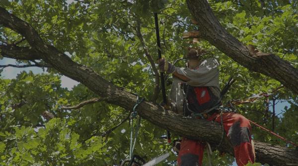 Radi Tree Service