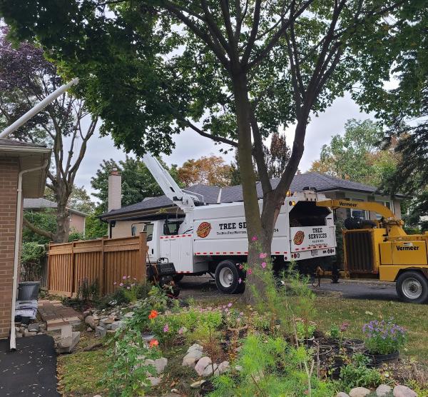 The Real Tree Masters Inc.- Tree Removal Mississauga