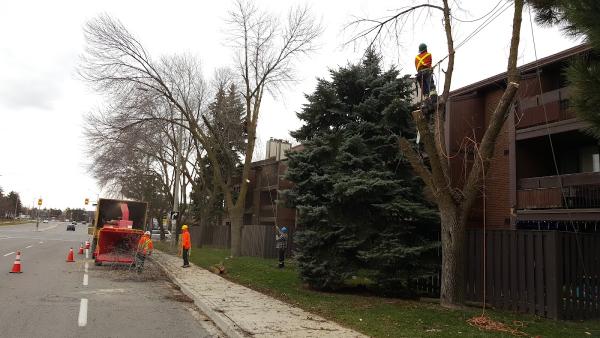 The Real Tree Masters Inc.- Tree Removal Mississauga