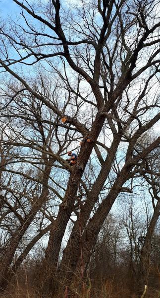 Arbor Tech Tree Care