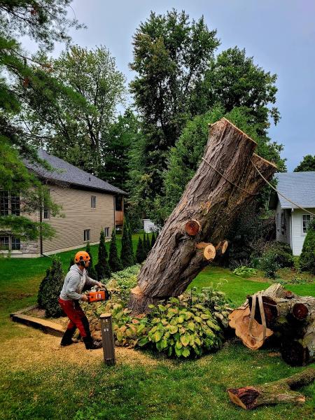 Arbor Tech Tree Care