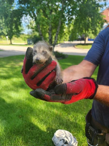 Action Wildlife Removal