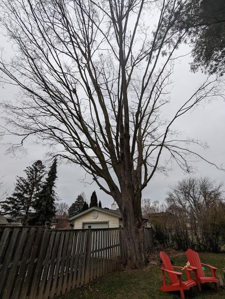 Driftwood Tree Service