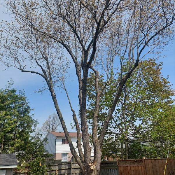 Branching Out Tree Services