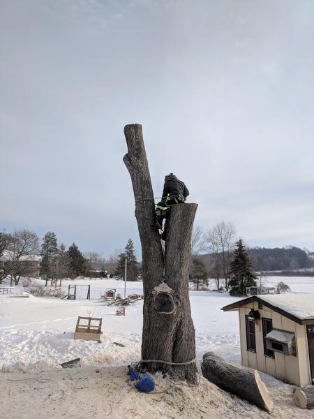 Armour Hill Tree Care