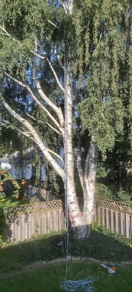 De Ruyte Tree Services