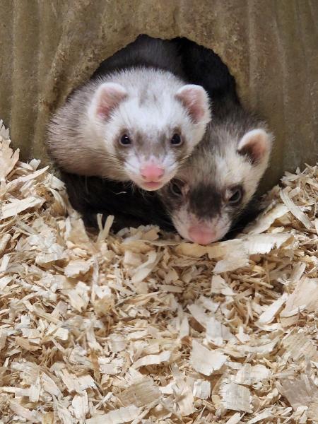 Meet the Keepers Wildlife Rescue