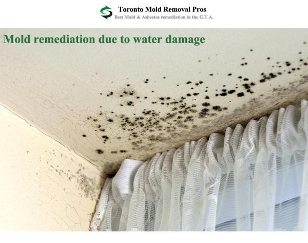 Toronto Mold Asbestos Removal Pros