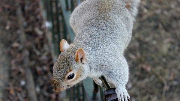 ICE Pest Control & Wildlife Removal