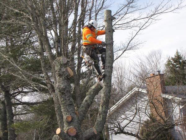 Solid Tree Care