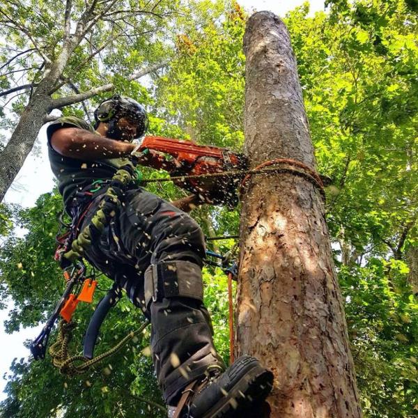 Great Lakes Tree Experts