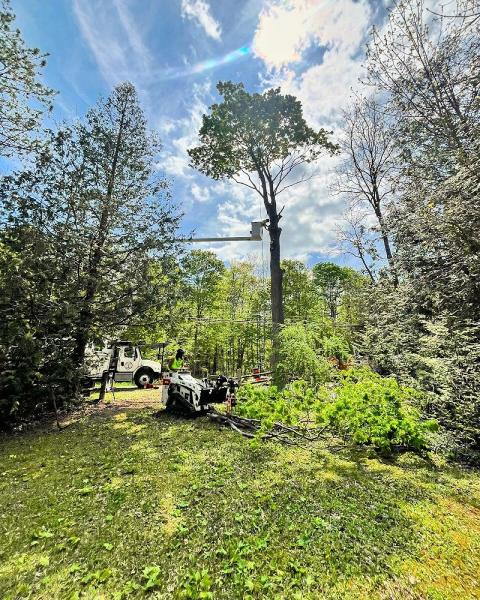 Great Lakes Tree Experts