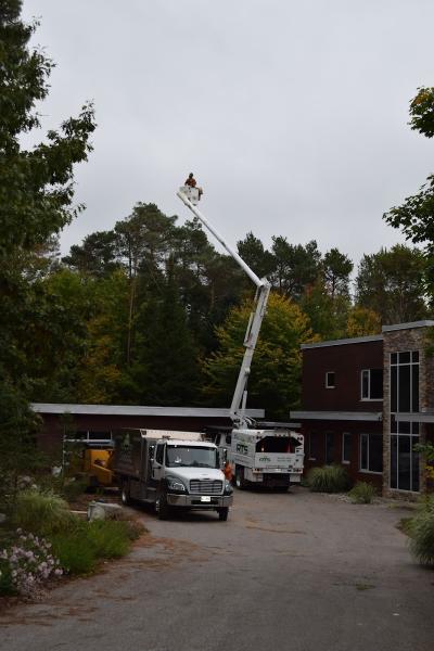 Ray's Tree Service Ltd.