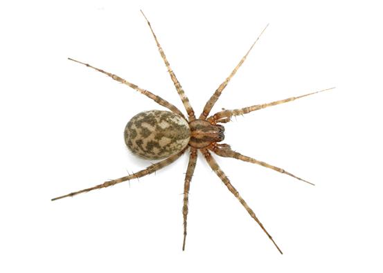 Pestbye Pest Control Canada