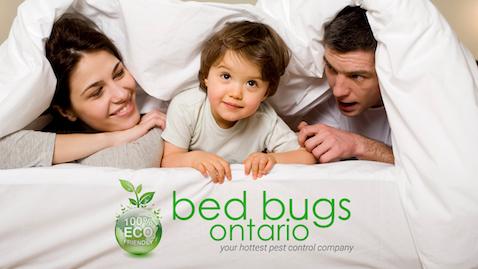 Bed Bugs Ontario