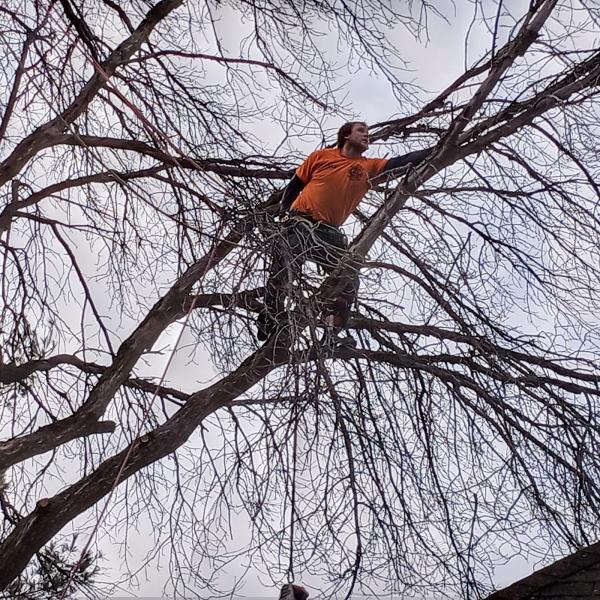 Above All Tree Service