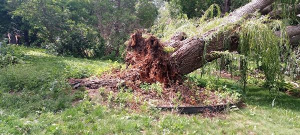 Above All Tree Service