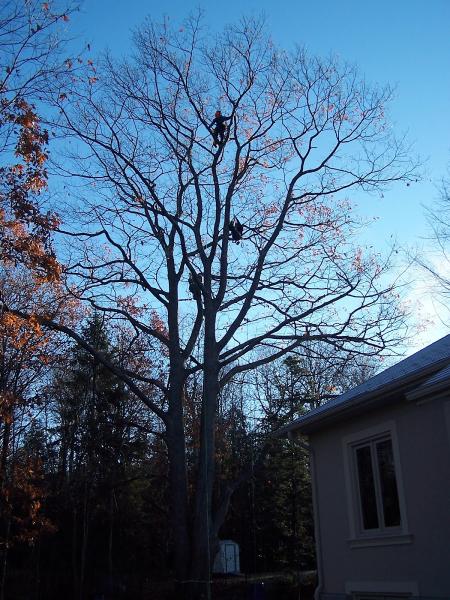 Arboreal Tree Care