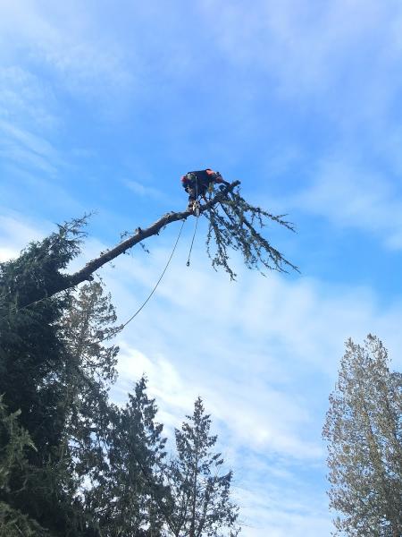 Country Tree Service