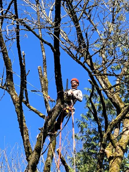 Country Tree Service