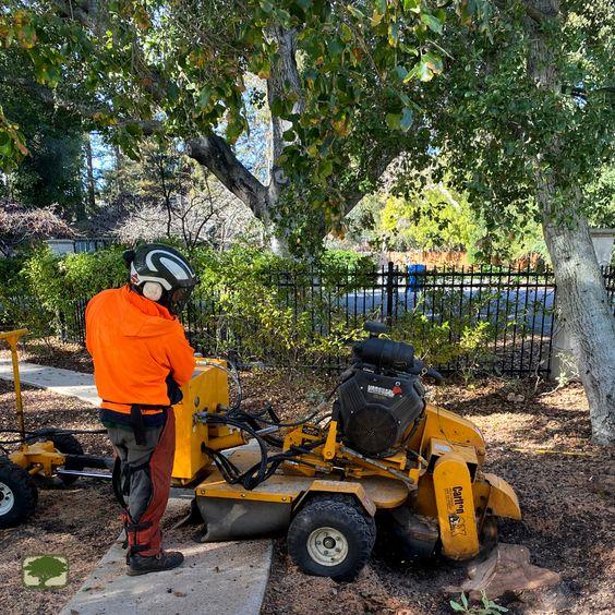 Kitchener Tree Removal