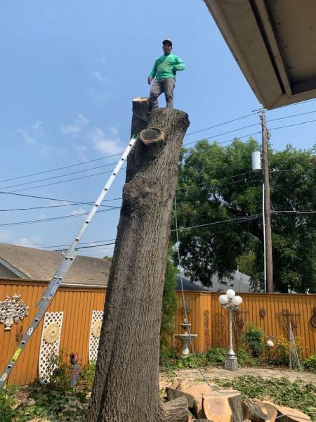 Kitchener Tree Removal