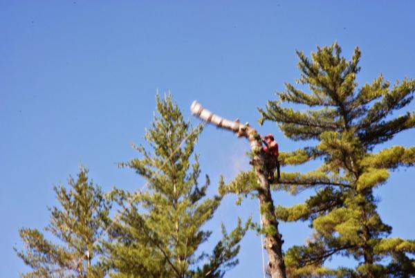 DLG Tree Service