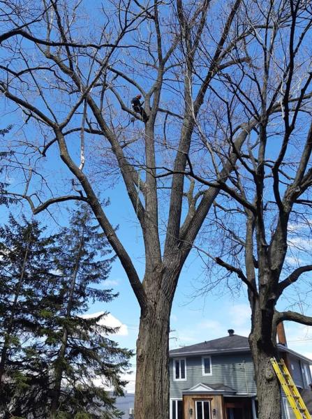 André Bouchard Service d'Arbres