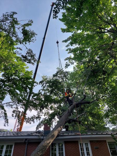 Arboclinique Inc. Arboriculture