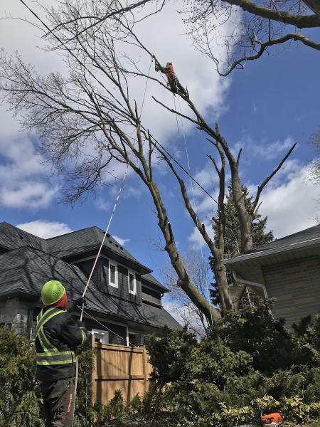 Macarthur's Tree and Home Services Inc.