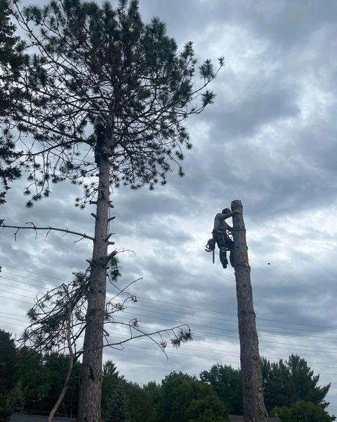 Arborworks Tree Service