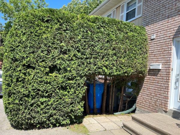 Taille de Haies Privé