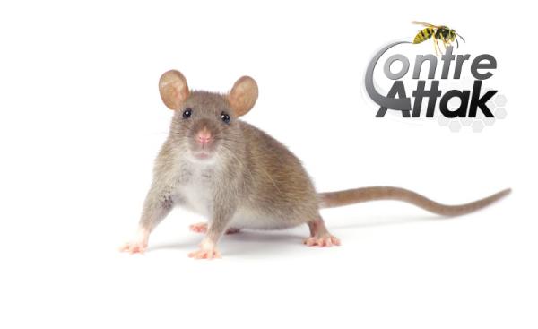 Contre-Attak Extermination Repentigny