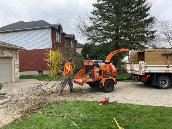 Forest City Tree Services