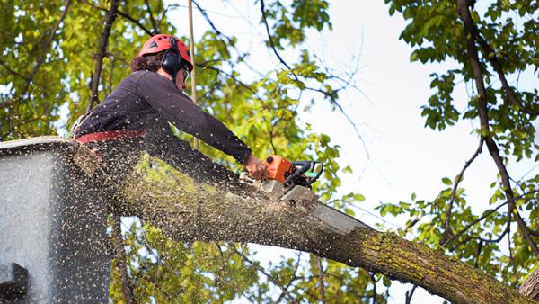 Dreamworks Tree Services