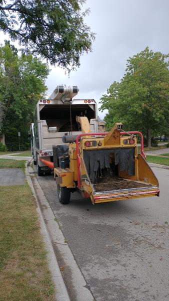 Diamond Tree Care & Consulting Inc.