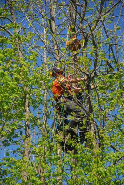 Fisher Tree Services