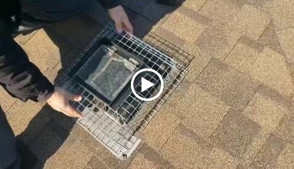 Pest Kings Wildlife & Pest Control Newmarket