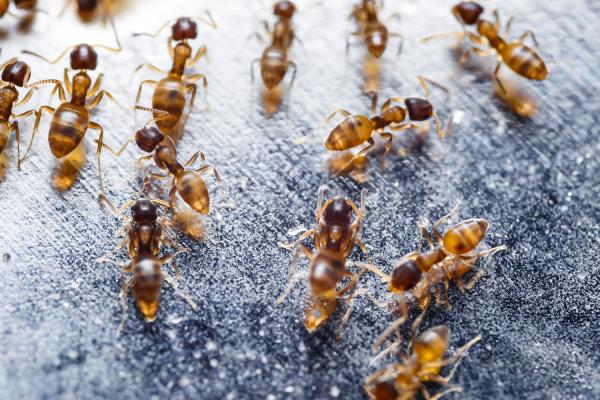 Pest Kings Wildlife & Pest Control Newmarket