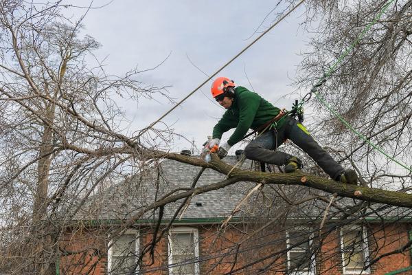 Higher Place Tree Care