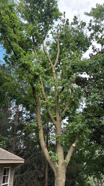 Greencare Tree Services